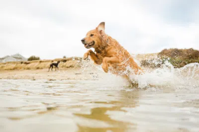 Sonnencreme für Hunde