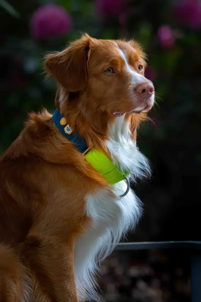 color block martingale collar deep teal mix s 600822