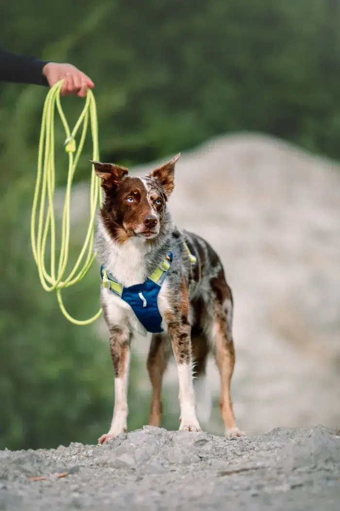 long rope leash lime lime 347808